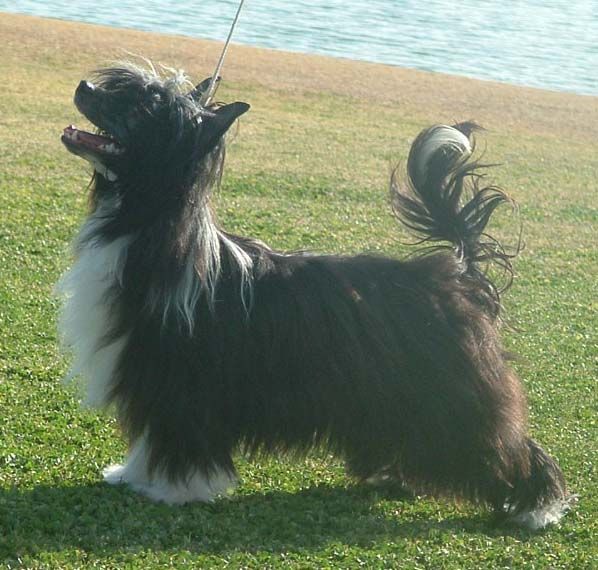 Crest-Vue's All-Hot-N-Hairy