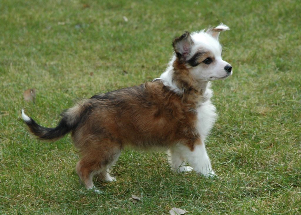 Trønderpia's Heart of Love