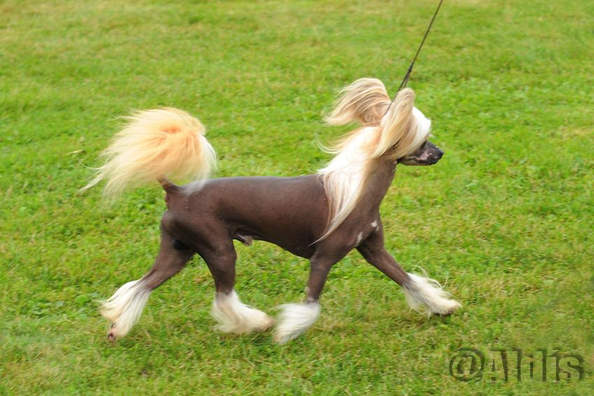 Trønderpia's Here I Am