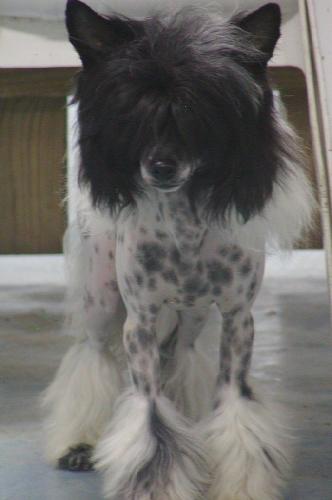 C-Cruz's My Fair Lady Bodeswell