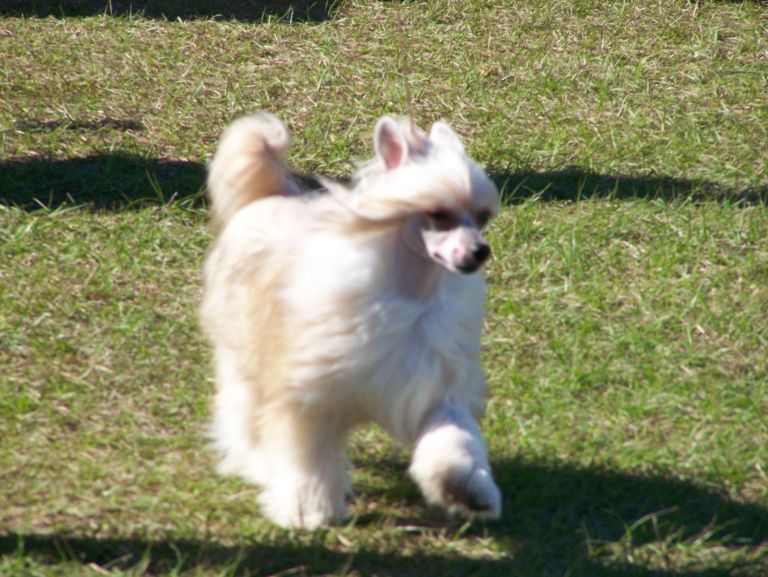 Risinstar Its All 'Bout Me at Altacrest