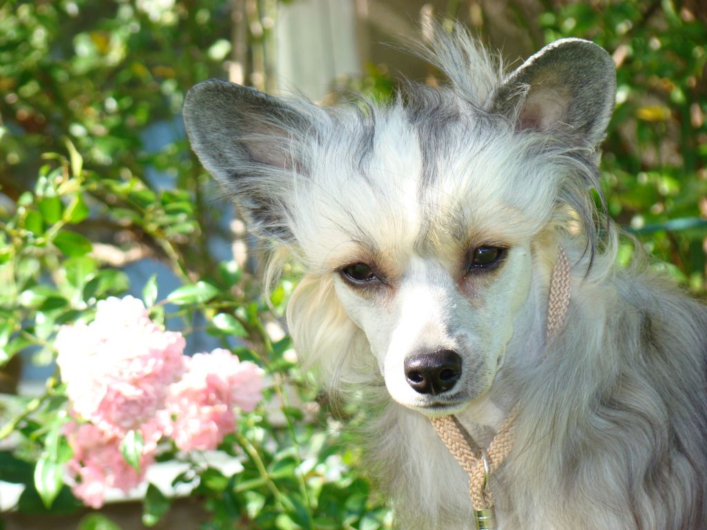 Lionheart Kweeninthefamily