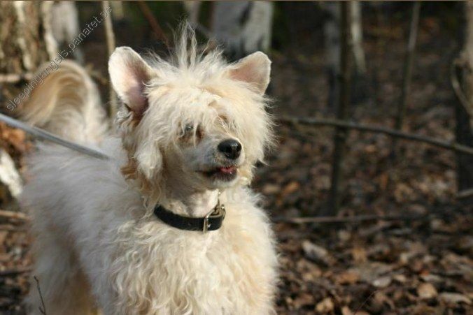 Xodix Angel Sleeping On My Shoulder