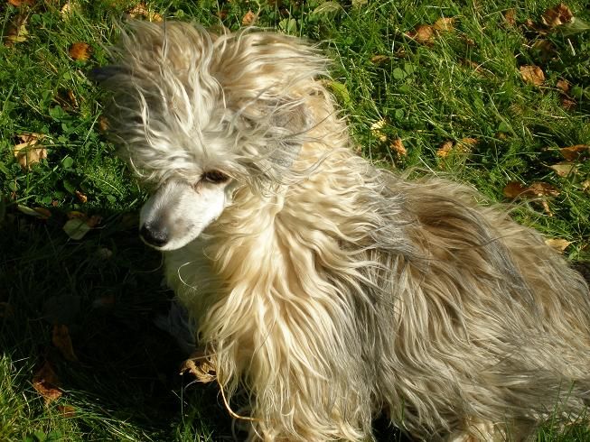 Xodix Angel Bringing Peace Of Mind