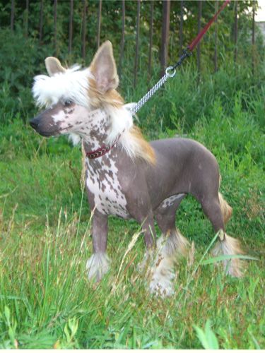 Volshebnaja Loshadka Night Violet