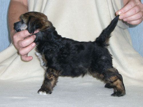 Volshebnaja Loshadka Ferdinand