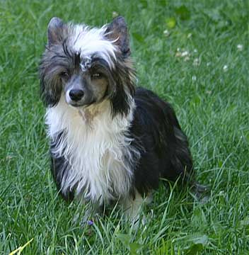 Crestars High Above PF