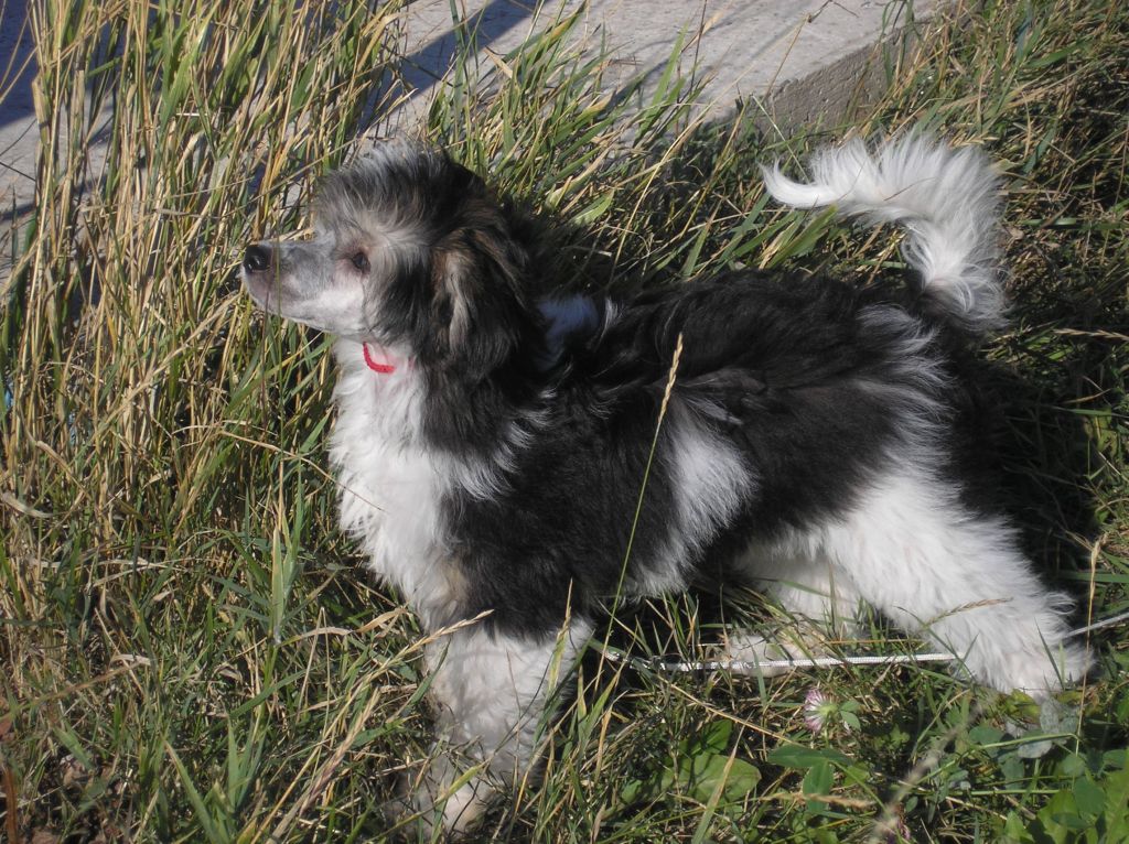 Kazimir Prigozh i Mil ot Volnogo Psa