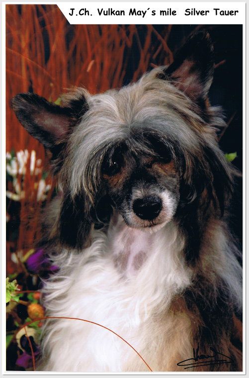 Silver Tauer Vulkan  May's mile