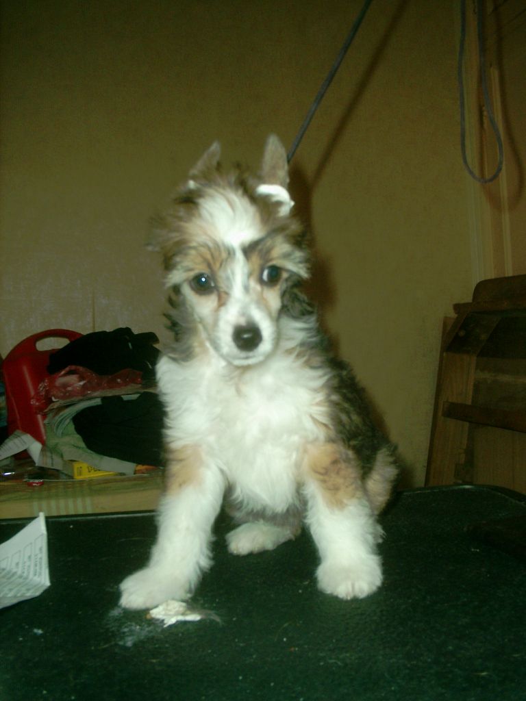 Chaina Dzhedai Fantastik Gerl for Rus Foreva