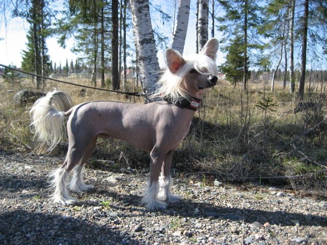 Pinky Twinky Bluastro Sera