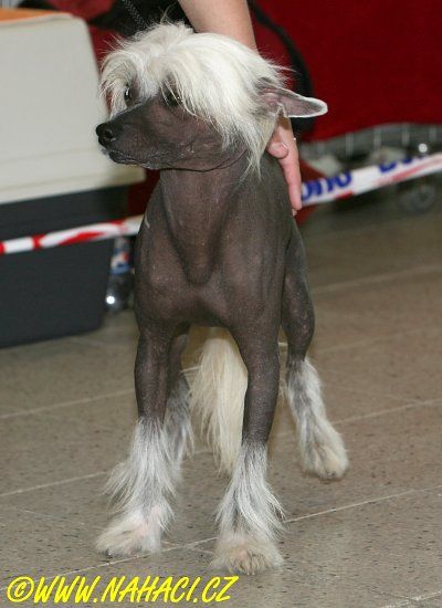 Devilish Angel od Bile lane