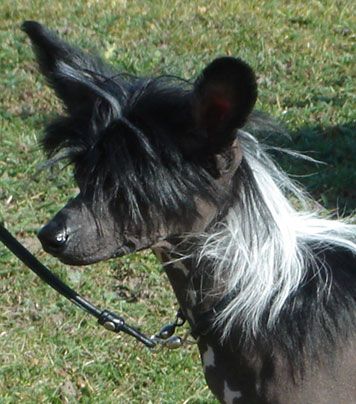 Suanho's Shakori Spirit