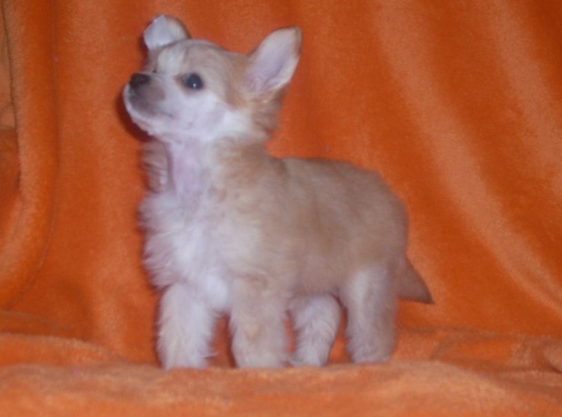 Daisy Chain od Bile lane