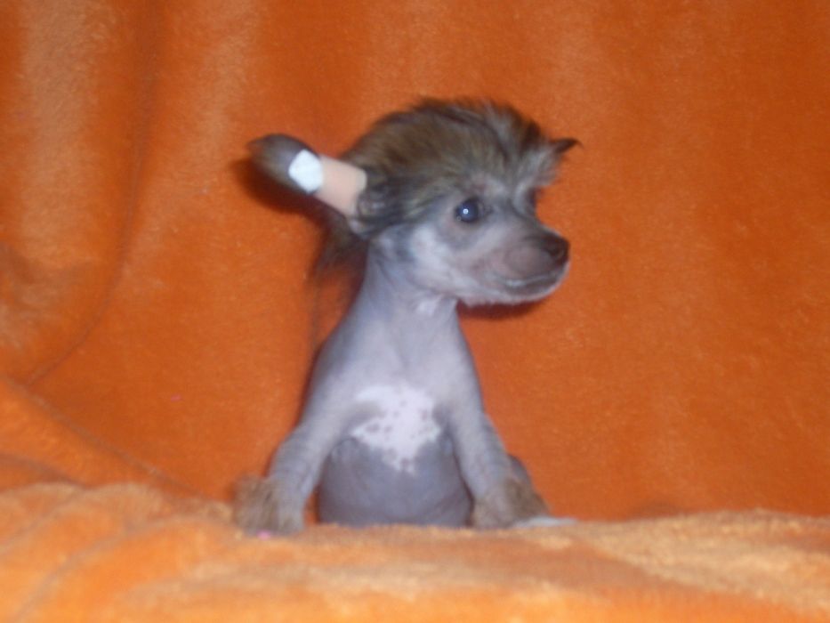 Dorothy Em od Bile lane