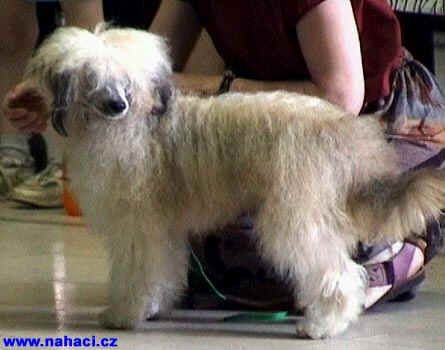 Adalbert Chocco od Bile lane