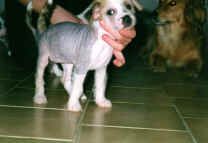 April Violet od Bile lane