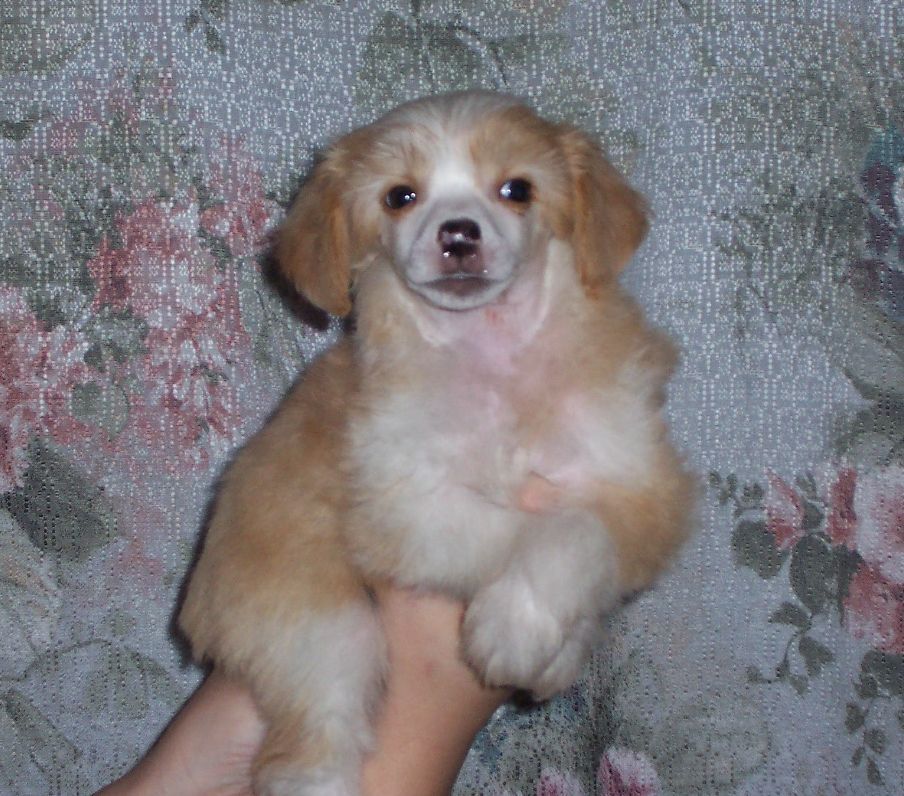 Kley Gavany's Bohemia