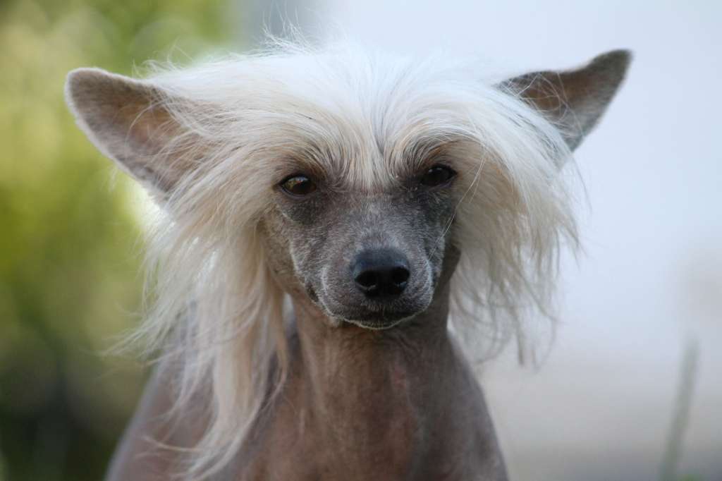 Konnie Gavany's Bohemia