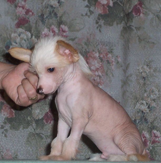 Kent Gavany's Bohemia