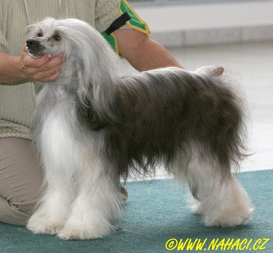 El Reno Daniela's Genus