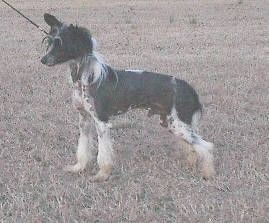 Diva's Ace of Spades