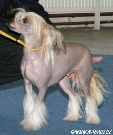 Aira Bianka Danielova volba