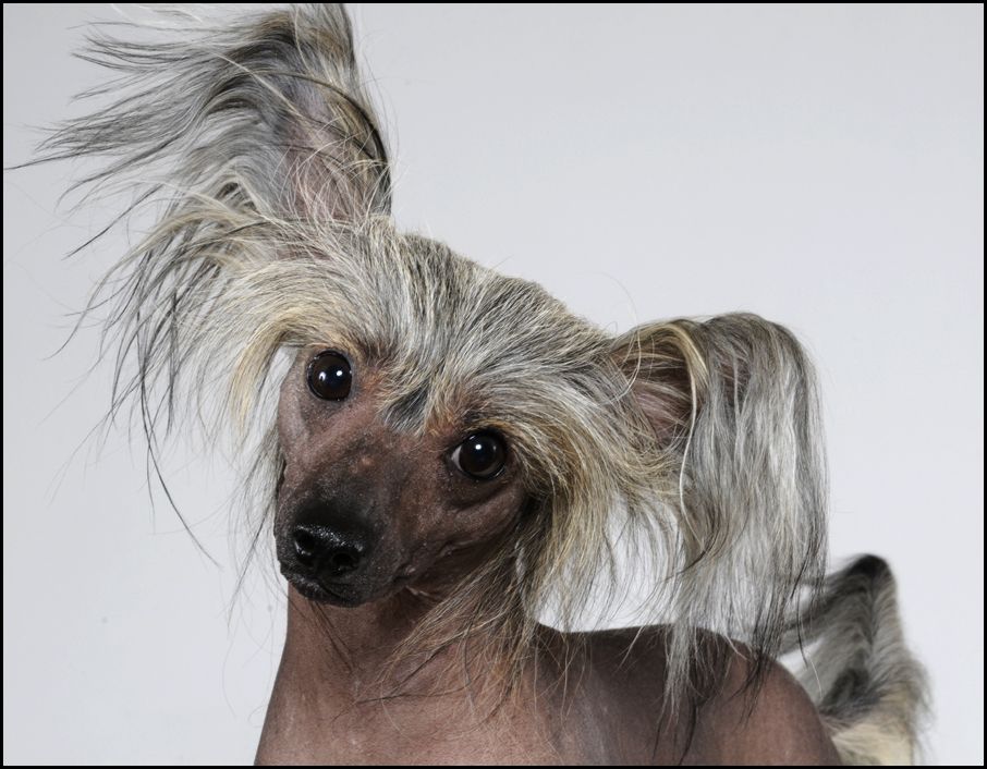 Sunstreaker Bare It All