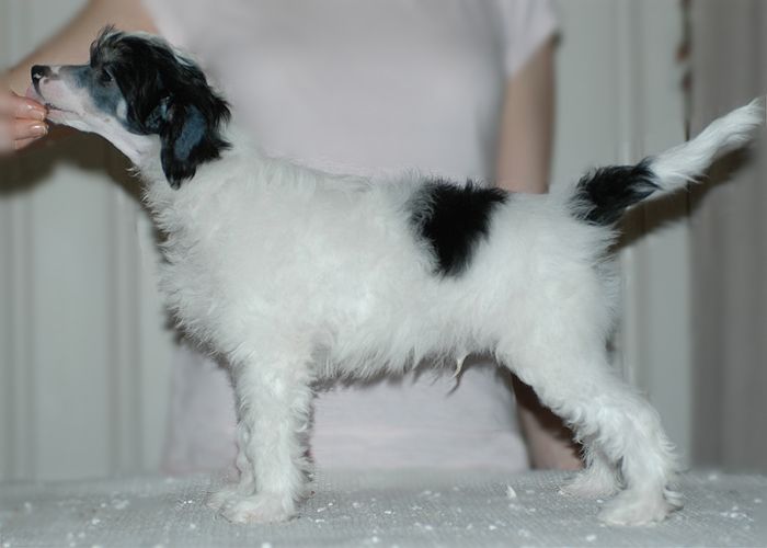 Sunstreaker Busy Burglar