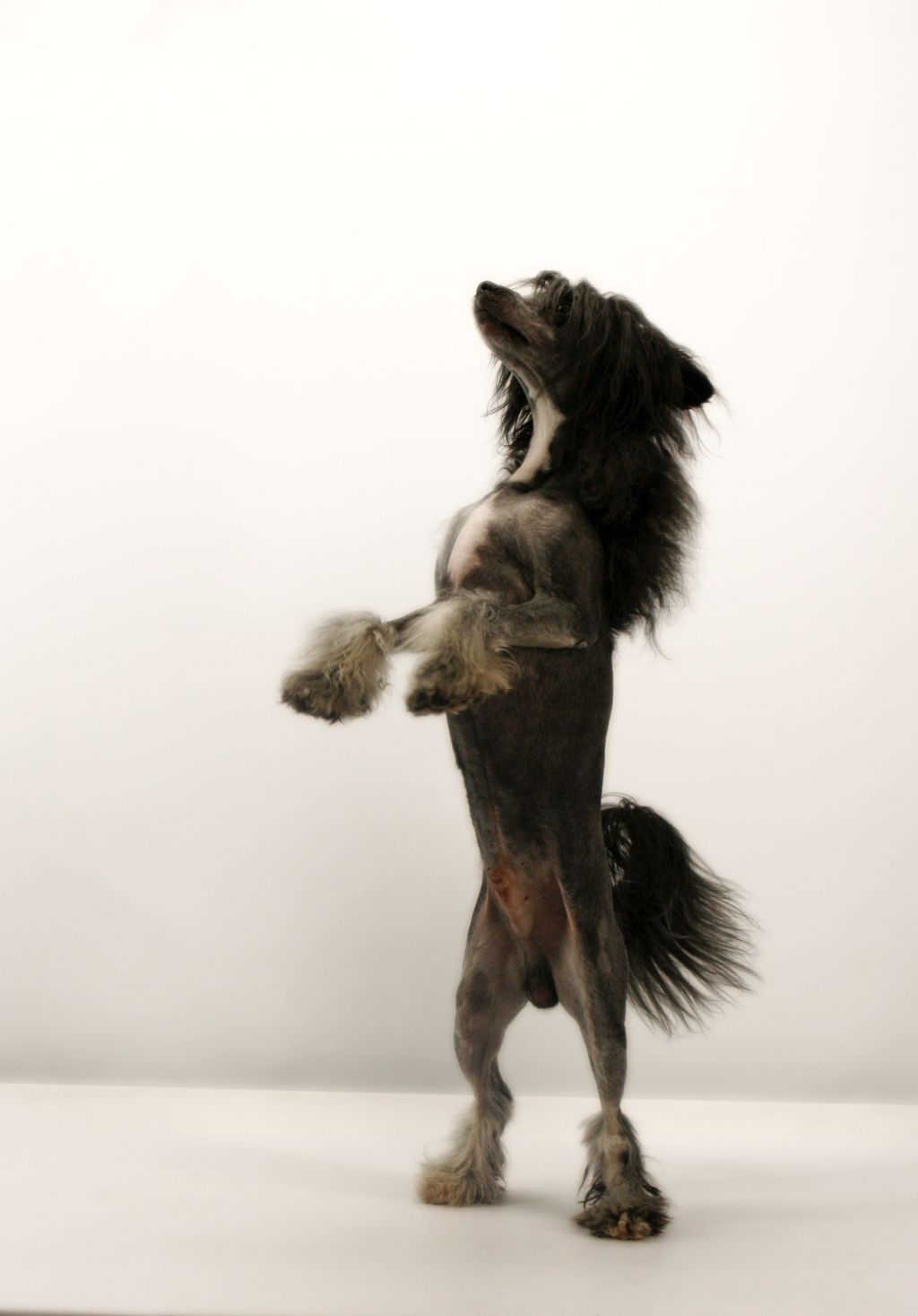 Sunstreaker Boo Bear