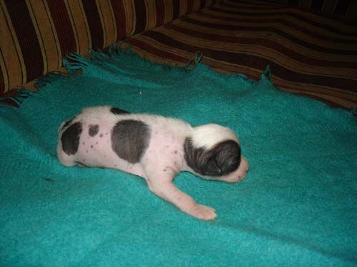 Hiacynt z Ogrodu Fauny