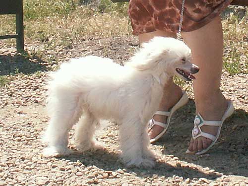 Vivat Sanraiz Feofan