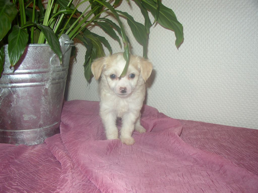 Frendor's Upper Westside