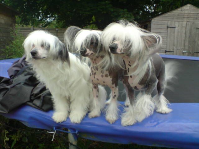 Ancilla Justin Time for Pazazz