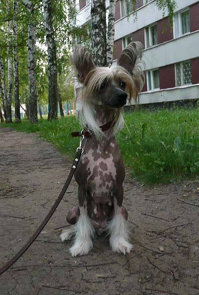  Vivat Sanraiz Sandra