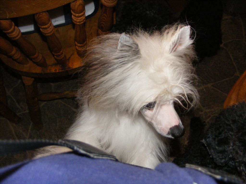 Jabuchna Musiolek Nadobnisie i koczkodany