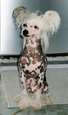 Janulka Fizdejkowna Nadobnisie i koczkodany