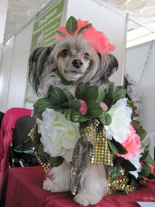 Persona Topgrate Bilman-Lions