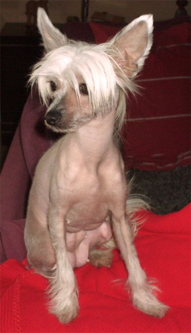 Rådjurstigens Lollipop