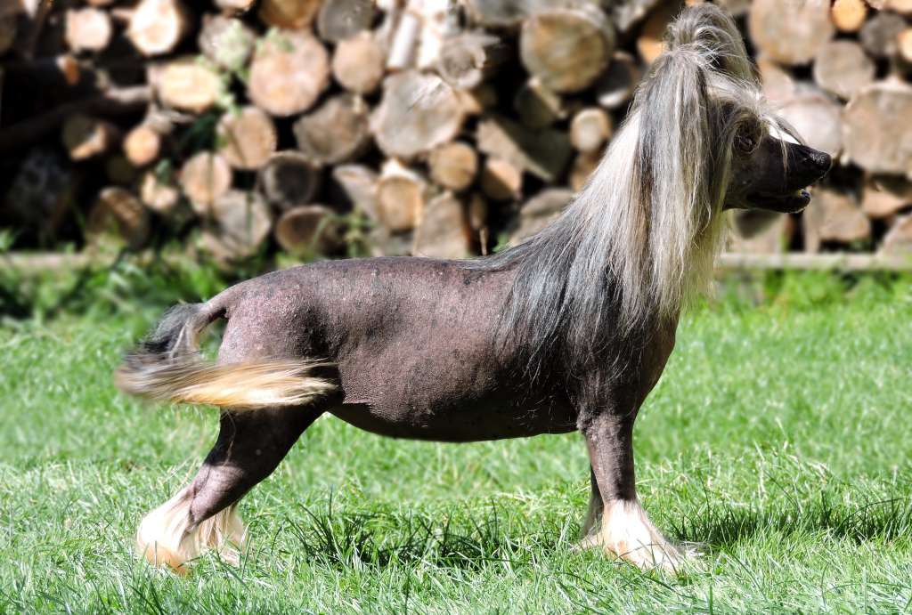 Caylie Plysovy pritel