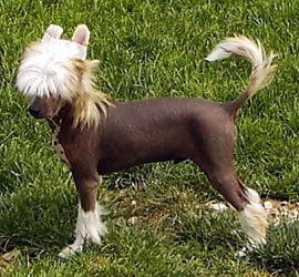 Oriental Jokes Billie Idol