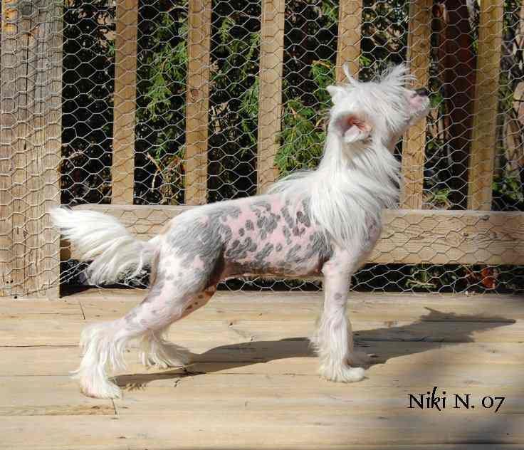 Crestyle NewsPrint HL 