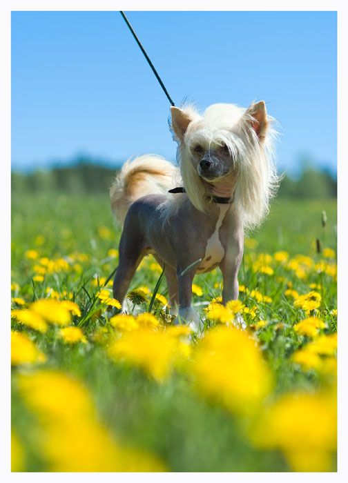 Vodka Martini Sakladir