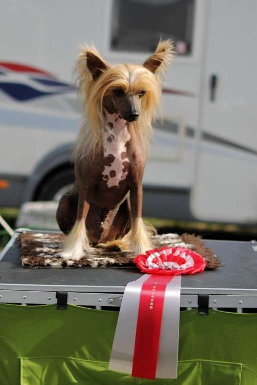 V.S.O.P Napoleon Sakladir