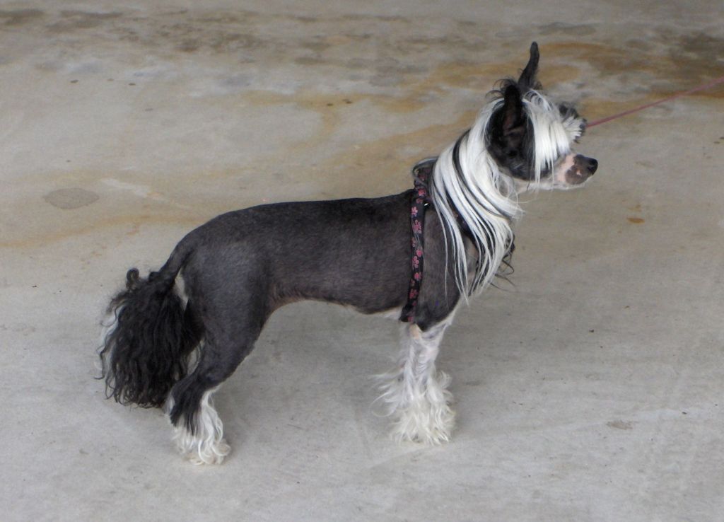 Bodeswell Whoa Black Betty