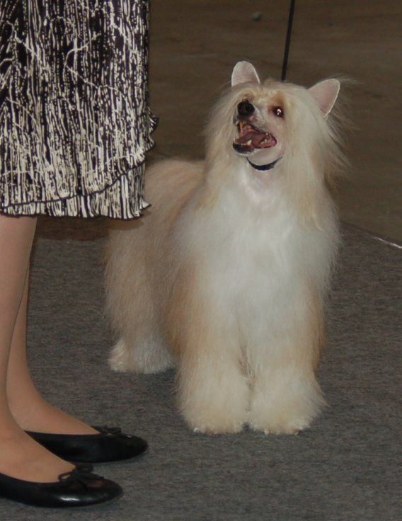 Shida Goldilocks, AOM