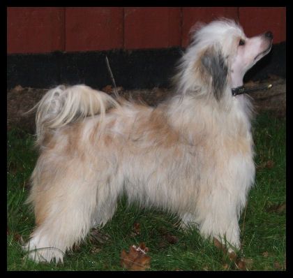 Marachinos I Want Hot Chocolate