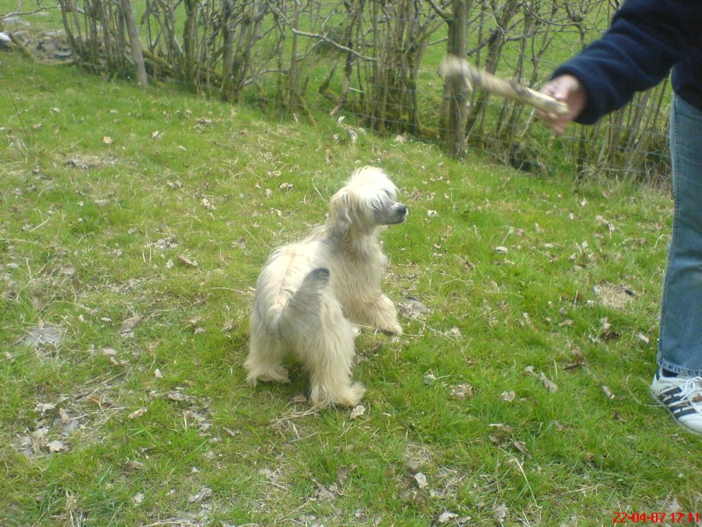 Idleknot Baileys N Ice