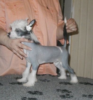 Fuego Top Model De Rama