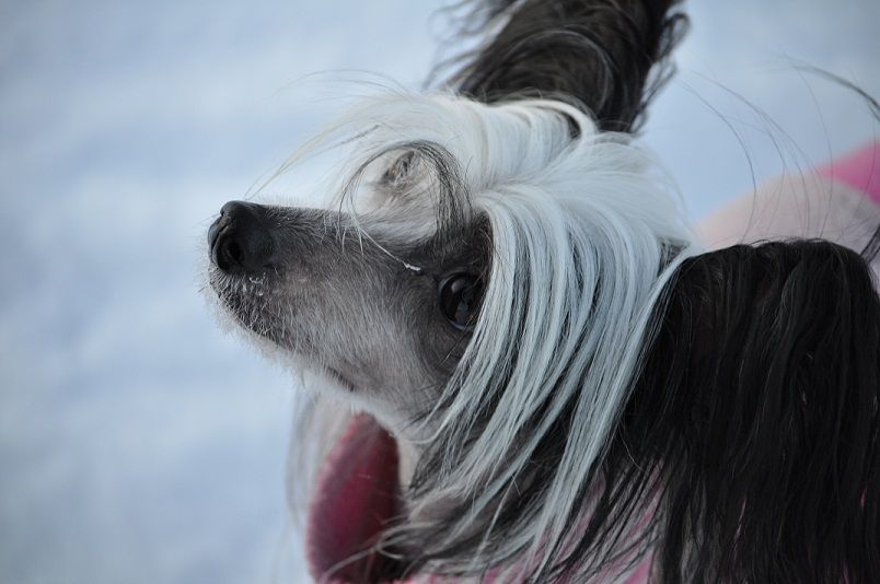 Chinetta's Champagne And Roses